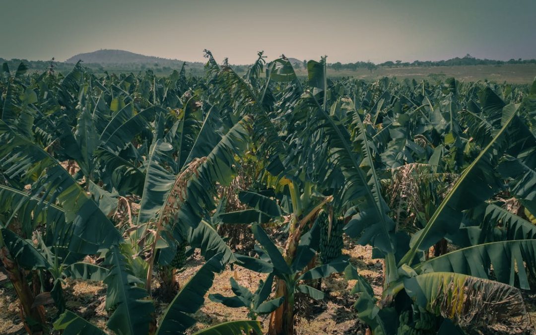 Investing in Nigeria’s Future: The Rise of Sustainable Agriculture