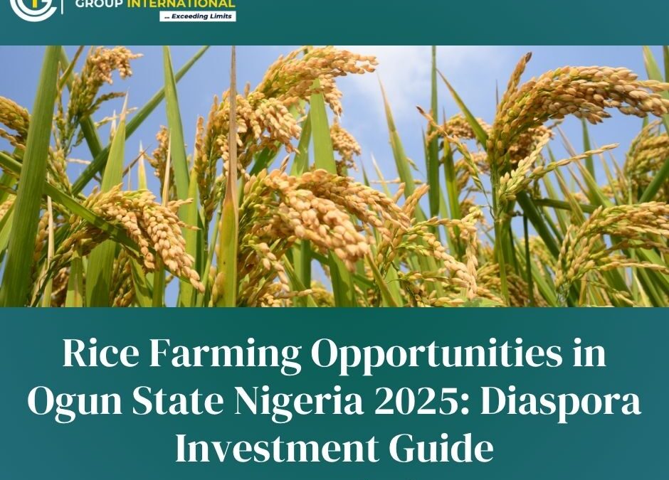 Rice Farming Opportunities in Ogun State Nigeria 2025: Diaspora Investment Guide