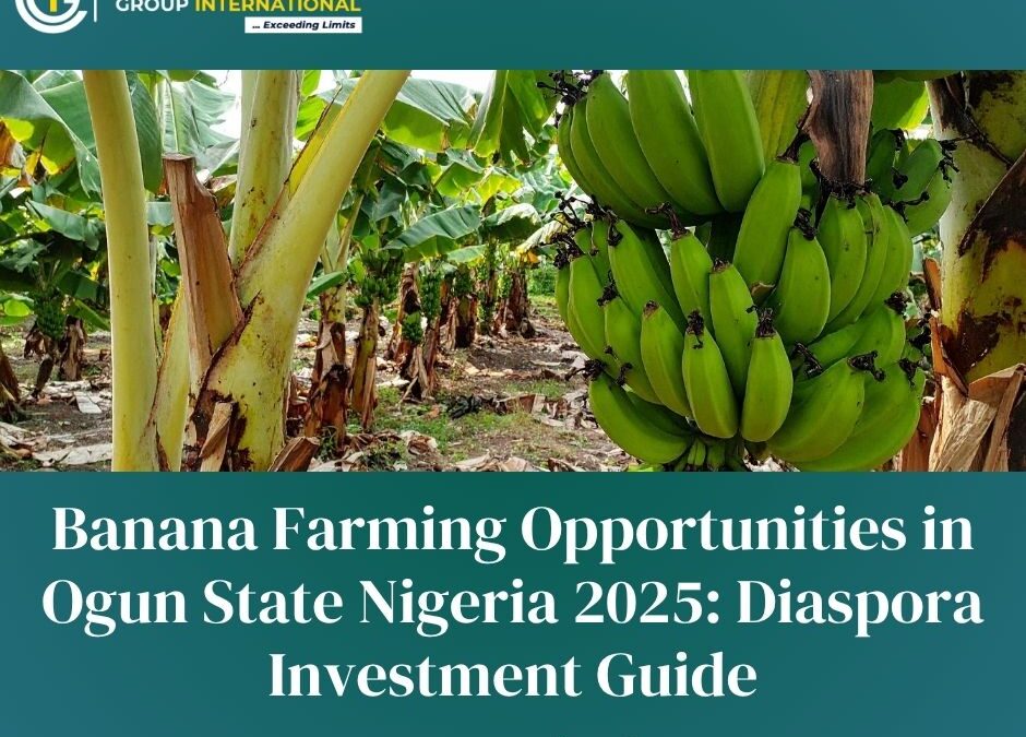 Banana Farming Opportunities in Ogun State Nigeria 2025: Diaspora Investment Guide
