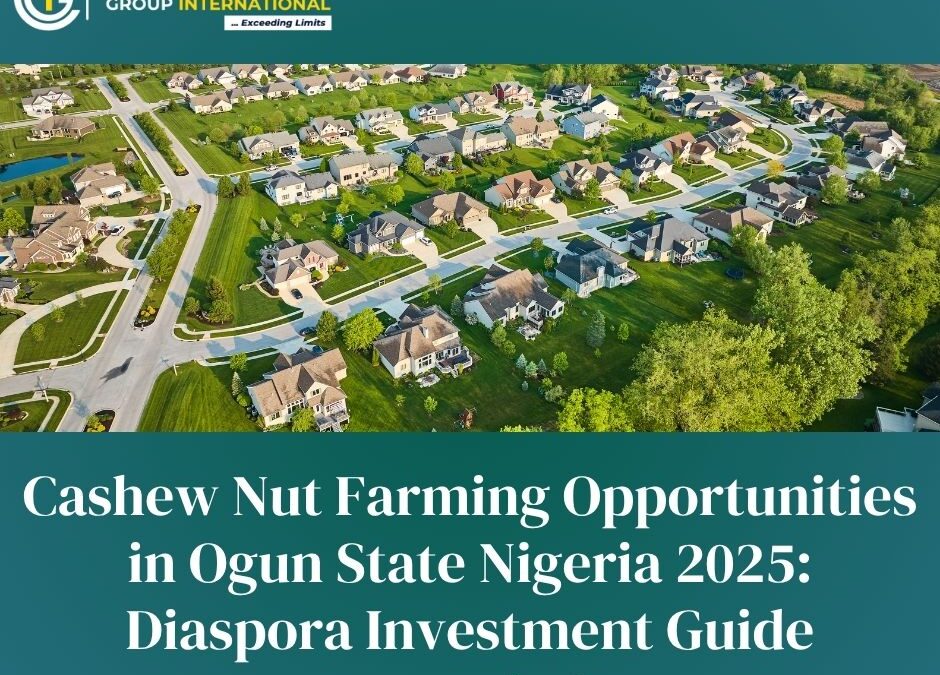 Cashew Nut Farming Opportunities in Ogun State Nigeria 2025: Diaspora Investment Guide