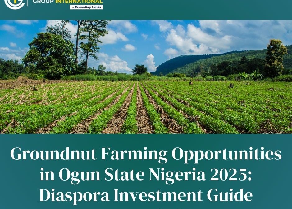 Groundnut Farming Opportunities in Ogun State Nigeria 2025: Diaspora Investment Guide
